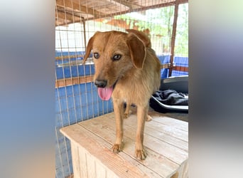 Charmanter Traumbub OLIVER sucht sein Für-Immer-Zuhause
