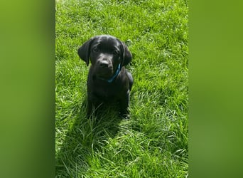 1 Labrador Retriever Weibchen Welpe mit Ahnenpass, Eltern HD, ED, PL, OCD, Augen und Genetisch frei