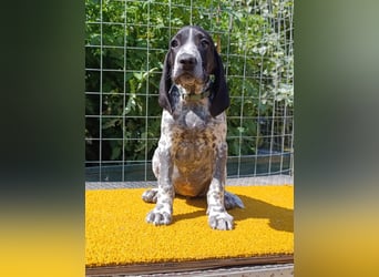 Braque d'Auvergne (Auvergne Vorstehhund) Welpe