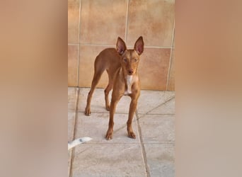 Charmante LOVANI-sehr sozial, liebt Mensch und Hund und wartet sehnsüchtig auf ihr schönes Zuhause