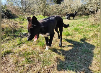 6 Monate alter Jung_ Shollie: Intelligent, Stubenrein, lernbegierig...
