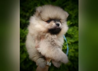 POMERANIAN WELPEN