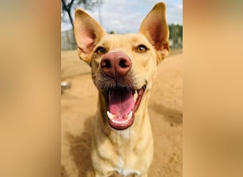 Avi 10/2021 (ESP) - aufgeschlossene und menschenbezogene Labrador-Podenco-Mix Hündin!