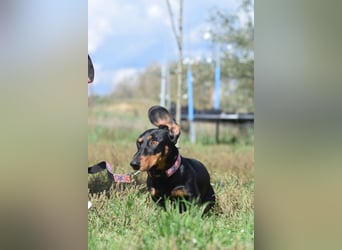 Lilly - auf PS in Lohmar- liebevolle, freundliche Dackel Dame