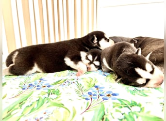 FCI Pedigree Blue Eyed Black & White Siberian Husky Champion Puppy