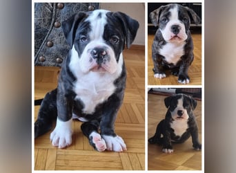 2 Süße Old Englische Bulldogge Welpen