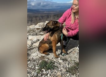 Schäferhund(mix) Freunde aufgepasst – hier kommt unsere Reika
