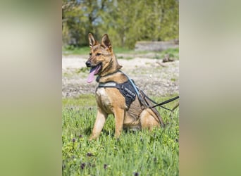 Bella2 SI – Aktive Hündin sucht passendes Zuhause