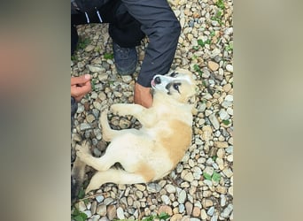 LEILA sucht eine Familie
