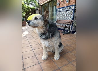 ROCKY-liebevoller, sanfter Riese in einem sehr guten Zuhause aufgewachsen