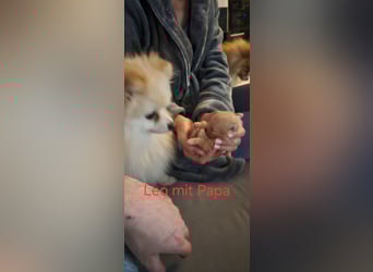Pomeranian Spitz