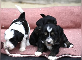 bezaubernde Tibet Terrier Welpen aus liebevoller Zucht dürfen Ende Juli ausziehen..