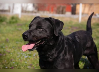 IVAR - Warum nicht einfach mal eine schwarze Fellnase adoptieren? Lieber Rüde sucht aktive Familie!