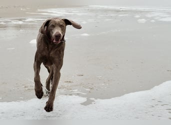 Weimaraner-Mix Welpen aus liebevoller Verpaarung – 12 kleine Wunder suchen ihr Zuhause