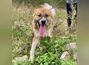 chloe eine Flauschige 5 Jährige Hundin, sucht ihr Traumzuhause