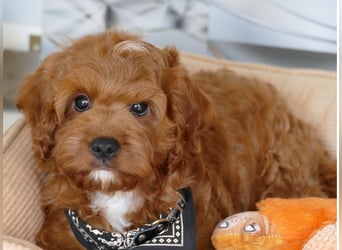 Wunderschöne Cavapoo Welpen F1 (Toypudel/Zwergpudel + Cavalier King Charles Spaniel) mit Ahnentafel
