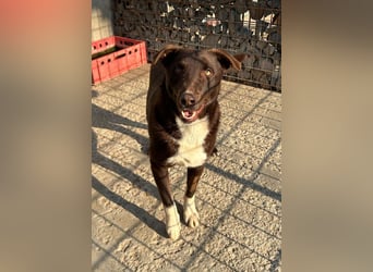 Fröhlicher Dobby sucht Familie