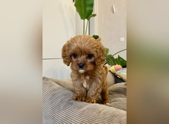 Cavapoo, Pudel, Cavalier King Charles Spaniel