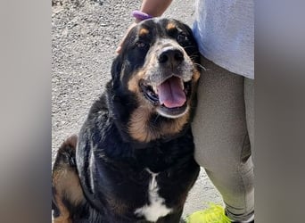 BALU - wartet schon so lange!