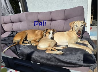 Dali 07/2024 (in Deutschland) - bezaubernder junger Galgo!