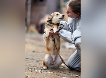 Kleiner Tierschutzhund Bröse❤️sucht Zuhause oder Pflegestelle