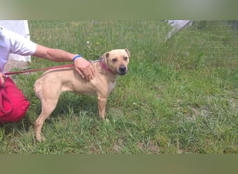 Ledi LM - Kuschelbedürftige Hundedame mit großem Herzen