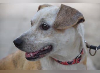 Tillie - bezaubernde, liebenswerte Dackel Mix Hündin
