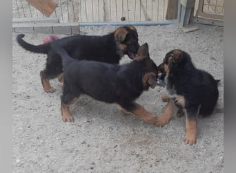 Wunderschöne Schäferhundwelpen  suchen Ende Juni ein schönes zu Hause1