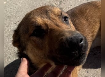 CHIARA❤️charmant, sozial, offenherzig und sucht dringend ihr Für-Immer-Nest