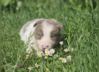 Border Collie Welpen -  Rüden und Hündin