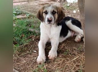 Barney - griech. Schäferhund-Mischling