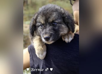 Buddy und Bernie suchen ein Zuhause
