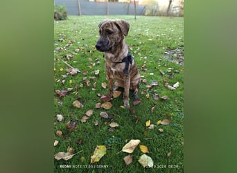 2 hübsche Labrador/Australian Shepherd- Harzer Fuchs Mix Welpen