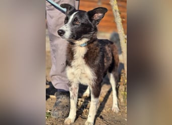 Lieblingsmenschen für die bezaubernde „Foxi“ gesucht