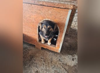 Buddy, 1 Jahr, kleiner Abenteurer sucht großes Herz