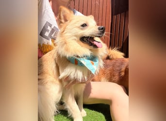 Biscuit SR – junger Herzensbrecher sucht liebevolles Zuhause