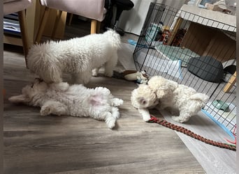 Bichon Frisé