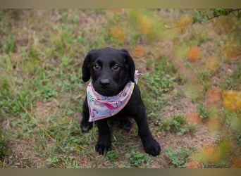 Chip 269759: Hundekind sucht ein Zuhause