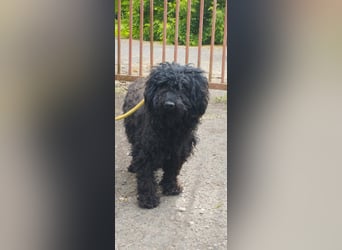 Xena, Puli-Mix, Hündin, geb. ca. 2023, ca. 45 cm