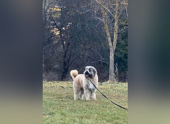 Tolle Bonnie möchte eine liebe Familie