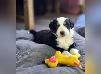 Mini Aussie Babys / Mini American Shepherds aus Liebevoller Aufzucht