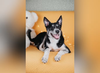 Die kleine Giselle sucht ein Zuhause