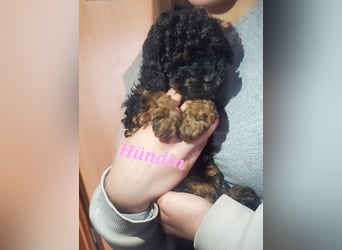 3 Minipudel/Zwergpudelwelprn hypoallergen!
