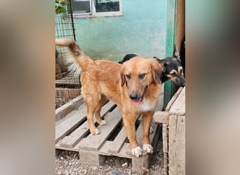 Zauberhafte Alice❤️ (1 Jahr) sucht Pflege- oder Endstelle