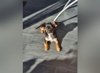 Super hübsche Black&tan langhaar Chihuahua Hündin aus bester Aufzucht