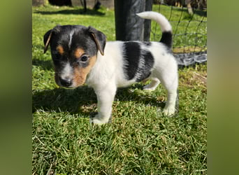 5 wunderschöne Jack Russel Terrier Welpen