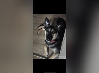 Nico