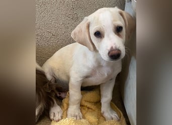 Rusty, geb. ca. 03/3025, lebt auf einer Pflegestelle in 40789 Monheim am Rhein