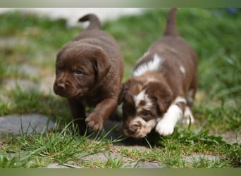 Aussiedor Aussiedorwelpe Welpe Australien Shepherd x Labrador