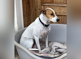 Verspielte Millie sucht ihr Team
